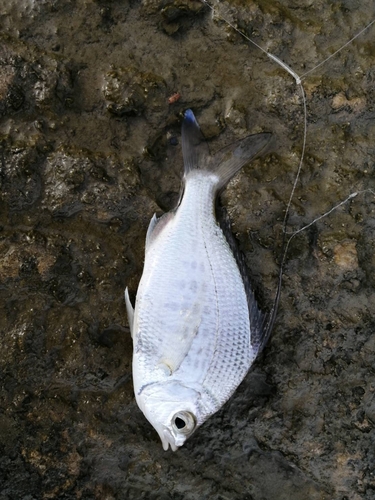 ユゴイの釣果