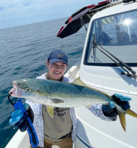 ハマチの釣果