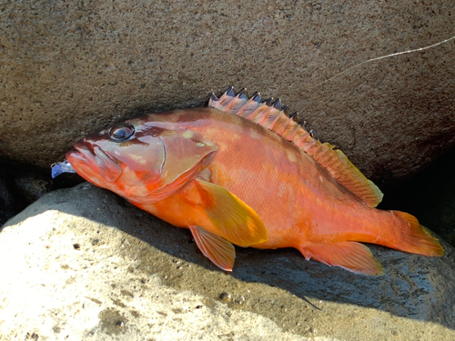 アカハタの釣果