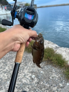 エゾメバルの釣果