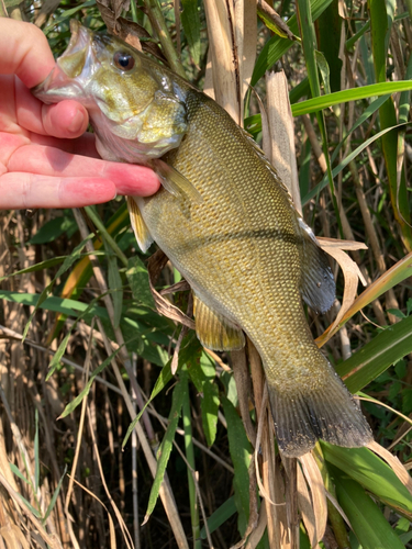 スモールマウスバスの釣果