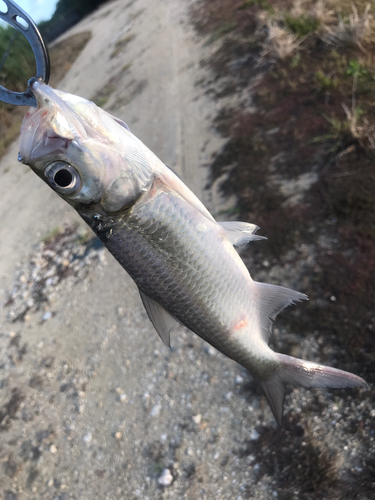 イセゴイの釣果