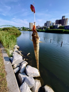 ハゼの釣果