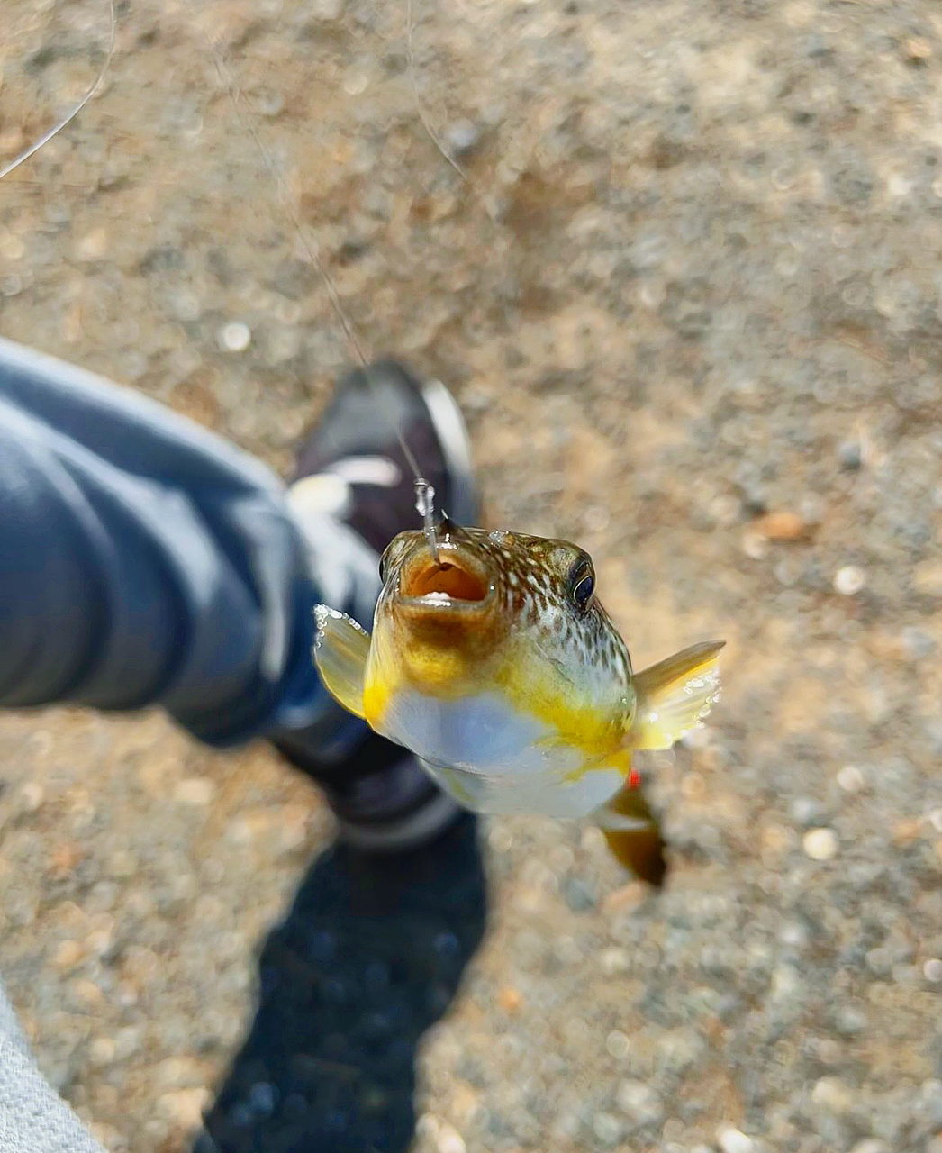 ショウサイフグ