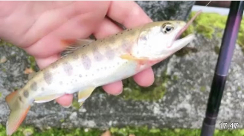 アマゴの釣果