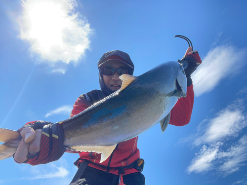 カンパチの釣果