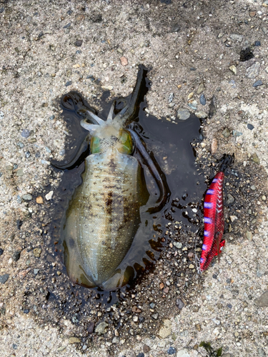 アオリイカの釣果