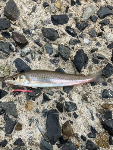 キスの釣果