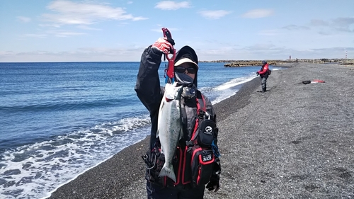 サクラマスの釣果