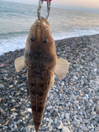 コチの釣果