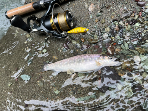 エゾイワナの釣果