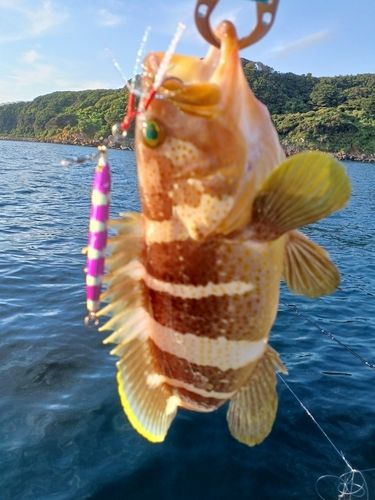 アオハタの釣果