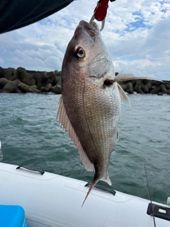 マダイの釣果