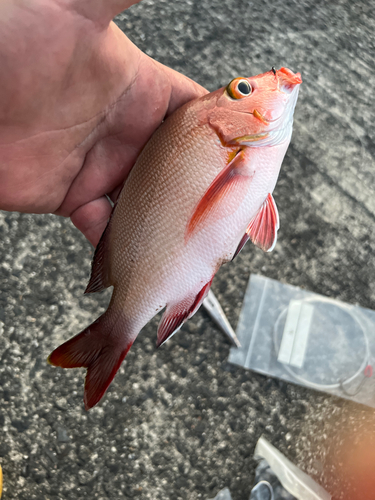 ヒメフエダイの釣果