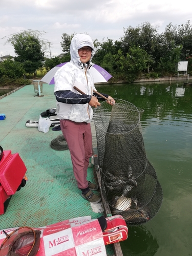 ヘラブナの釣果