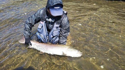 イトウの釣果