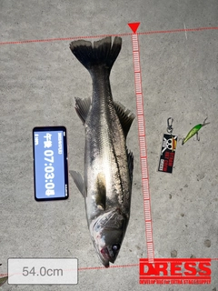 シーバスの釣果