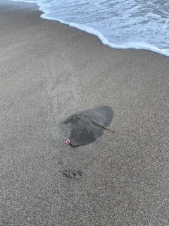 ツバクロエイの釣果