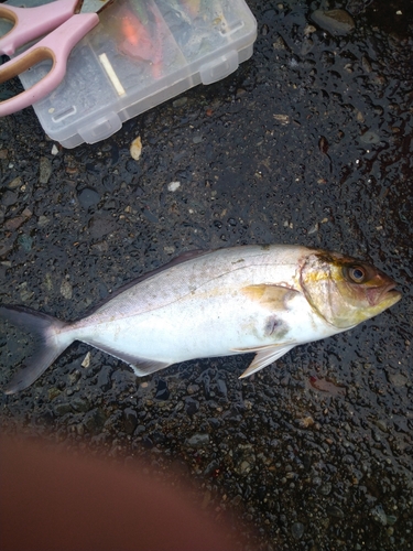 ショゴの釣果