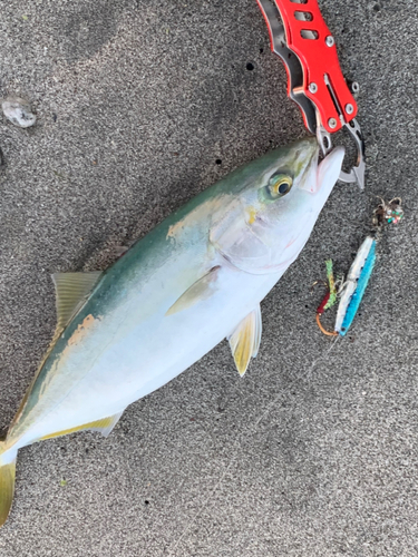 ツバスの釣果