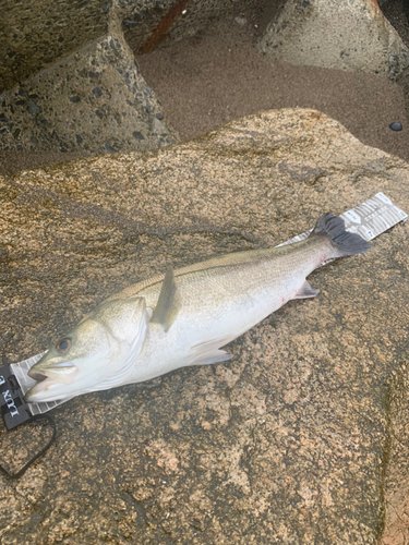 スズキの釣果