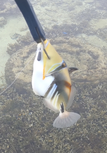 ムラサメモンガラの釣果