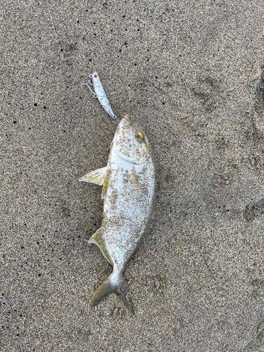 ショゴの釣果