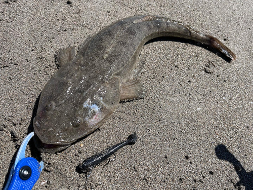 マゴチの釣果