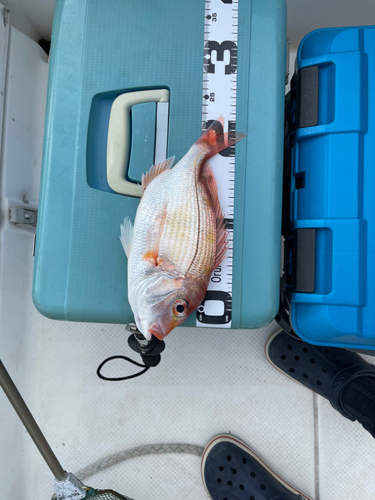 レンコダイの釣果