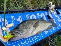 ブラックバスの釣果