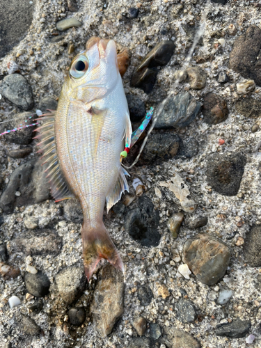 チャリコの釣果