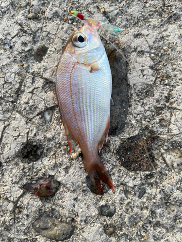 チャリコの釣果