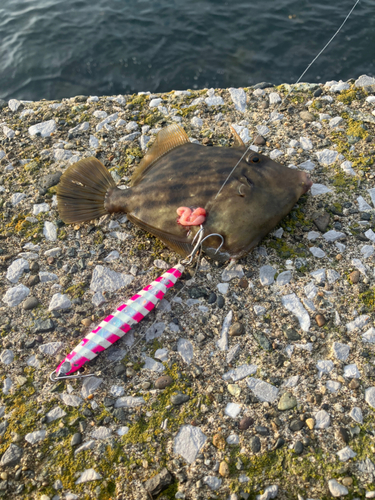 カワハギの釣果