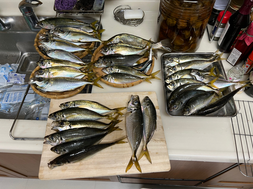 アジの釣果