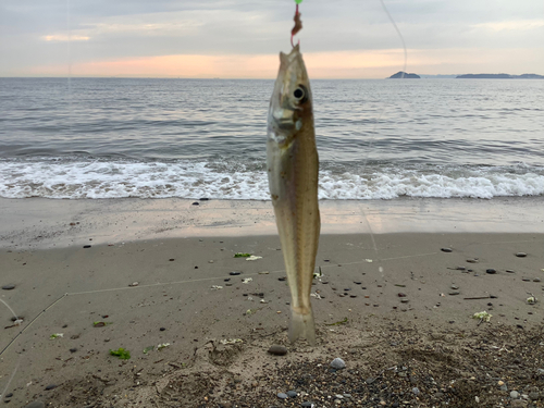 キスの釣果