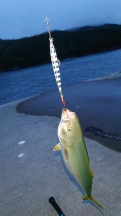 ショッコの釣果