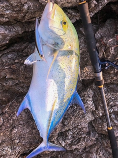 カスミアジの釣果