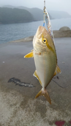 カンパチの釣果