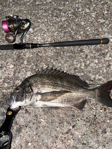 クロダイの釣果