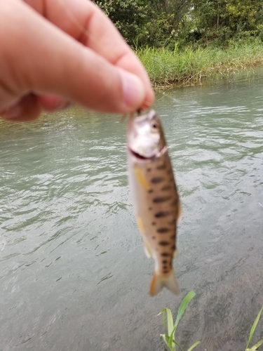 ヤマメの釣果