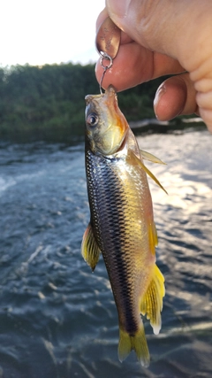 カワムツの釣果