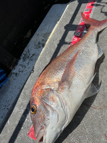 マダイの釣果