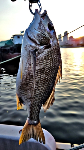 キビレの釣果