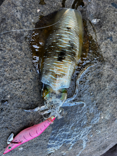 アオリイカの釣果