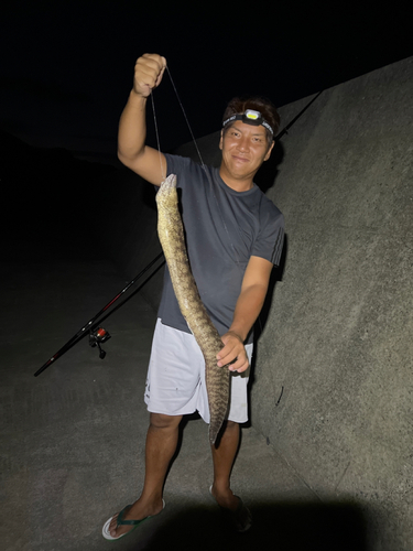 ウツボの釣果