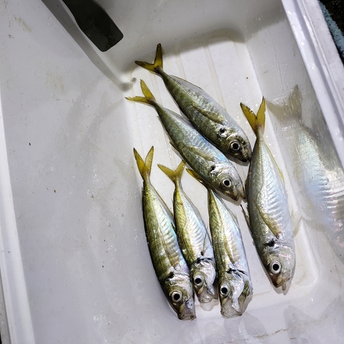 マアジの釣果