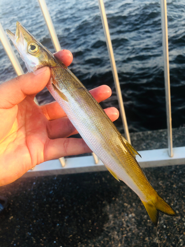 アカカマスの釣果