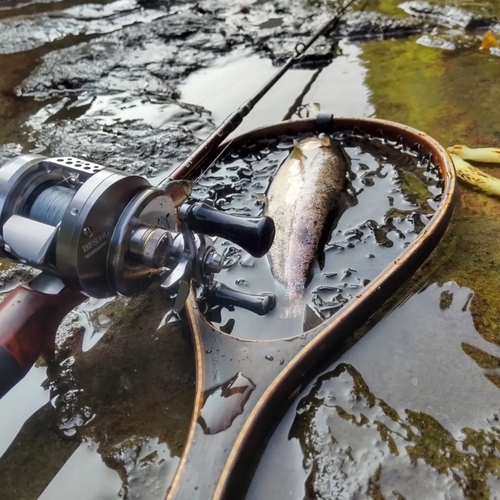 ヤマメの釣果