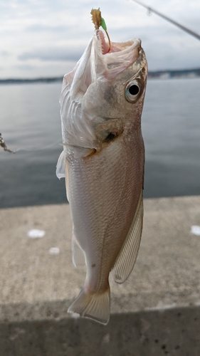 イシモチの釣果