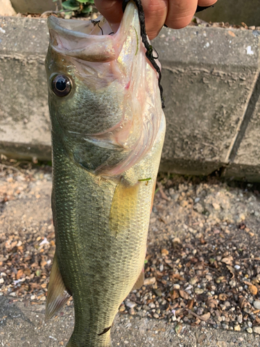 ラージマウスバスの釣果